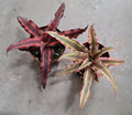 3" Bromeliad Cryptanthus Assortment